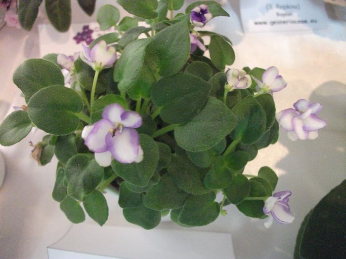 DSCF5835 - Expozitia de gesneriaceae Bucuresti_mai 2014