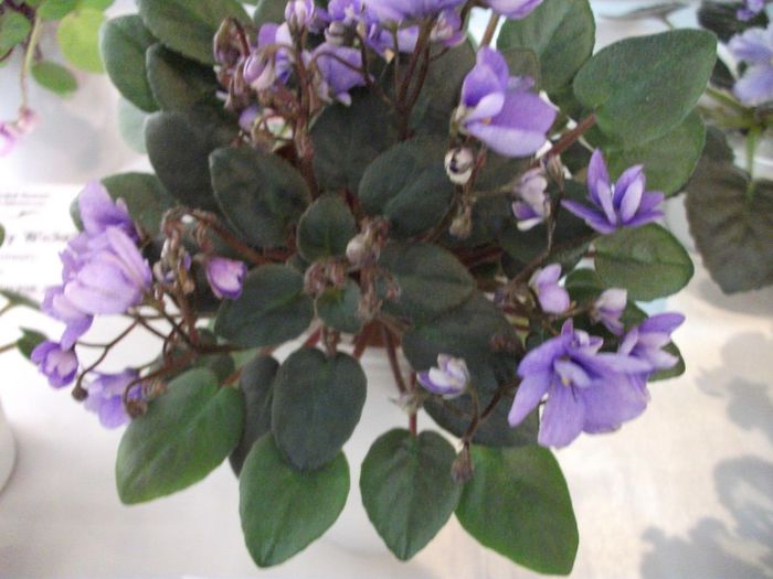 DSCF5837