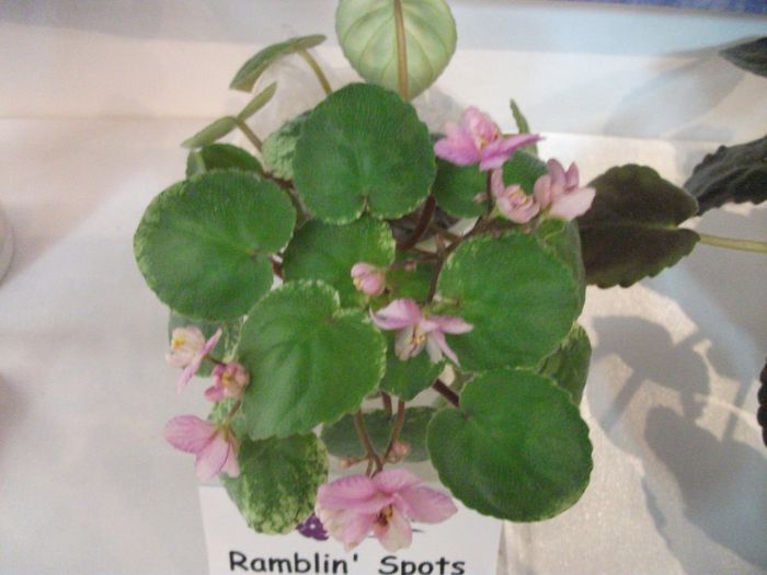 DSCF5838 - Expozitia de gesneriaceae Bucuresti_mai 2014