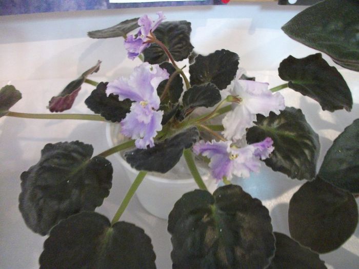 DSCF5839 - Expozitia de gesneriaceae Bucuresti_mai 2014