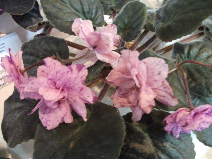 DSCF5843