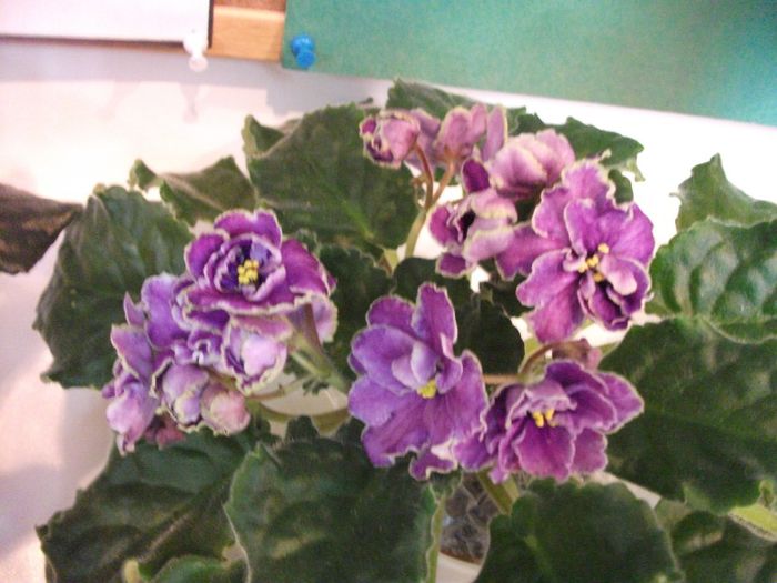 DSCF5846