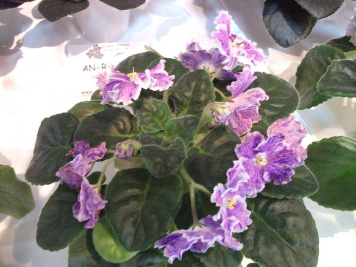 DSCF5847