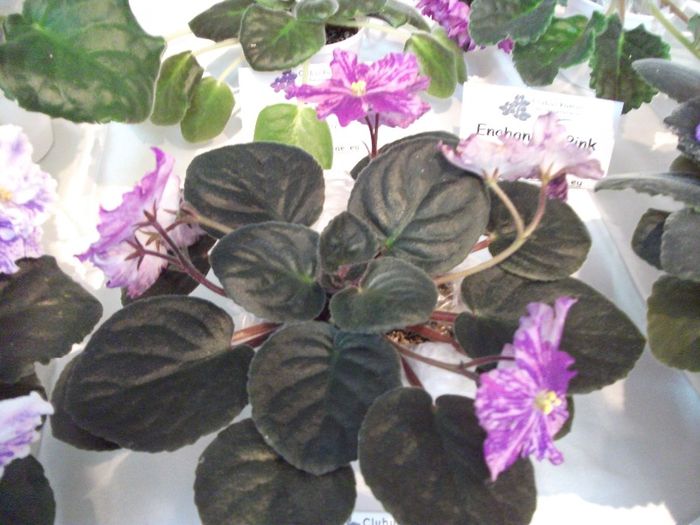 DSCF5848