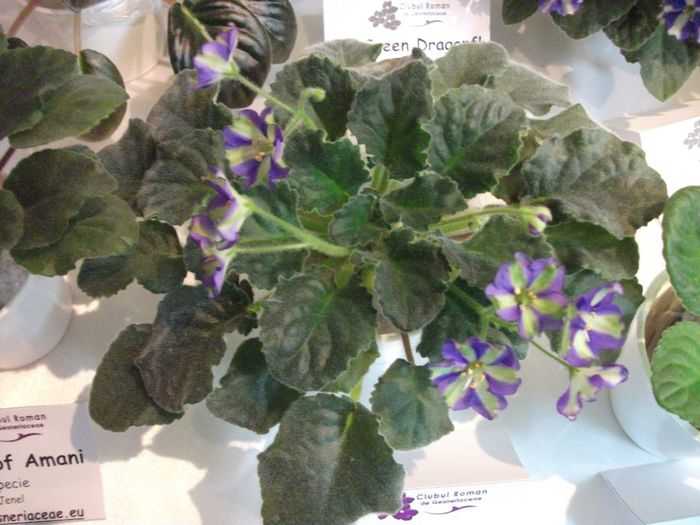 DSCF5862 - Expozitia de gesneriaceae Bucuresti_mai 2014