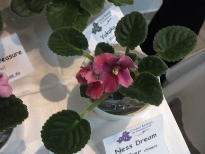 DSCF5864