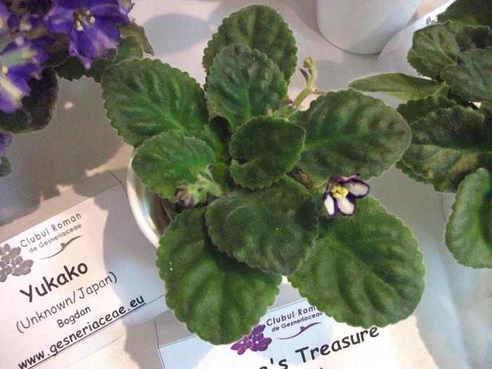DSCF5865 - Expozitia de gesneriaceae Bucuresti_mai 2014