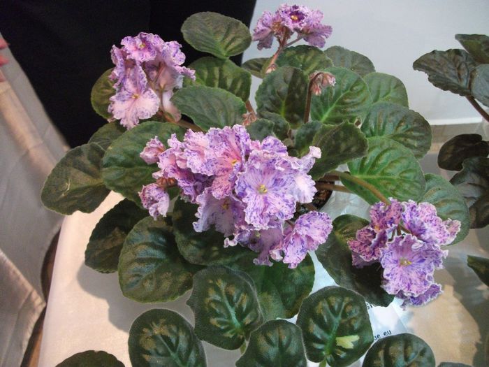 DSCF5868