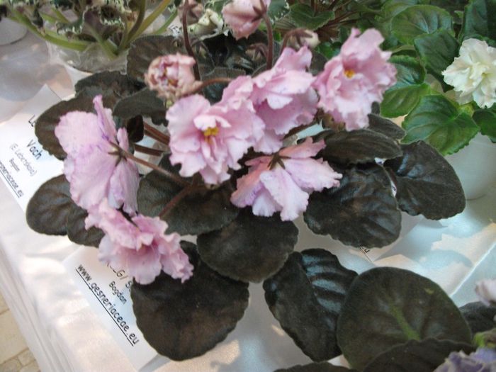 DSCF5872 - Expozitia de gesneriaceae Bucuresti_mai 2014