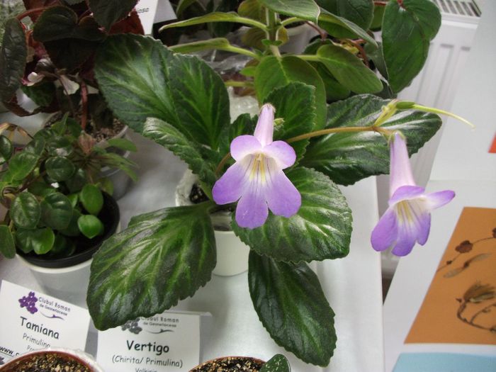 DSCF5901 - Expozitia de gesneriaceae Bucuresti_mai 2014