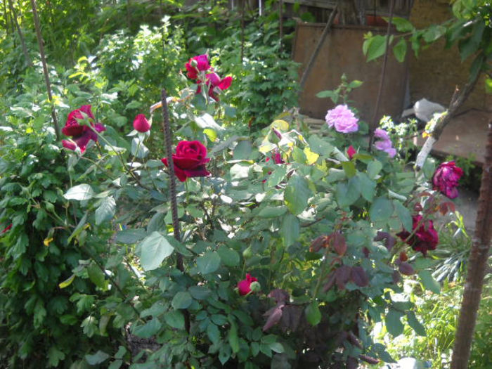 Picture 3032 - Florile mele si obiecte de artizanat