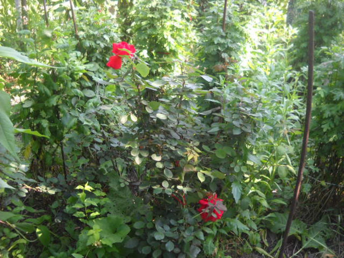 Picture 3034 - Florile mele si obiecte de artizanat