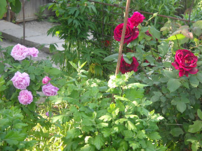 Picture 3041 - Florile mele si obiecte de artizanat