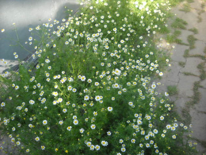 Picture 3059 - Florile mele si obiecte de artizanat