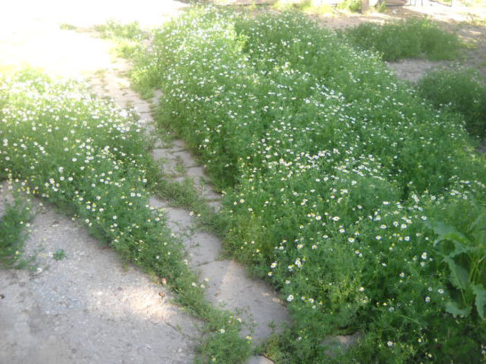 Picture 3058 - Florile mele si obiecte de artizanat