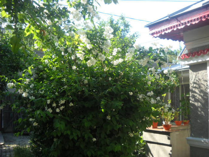 Picture 3055 - Florile mele si obiecte de artizanat