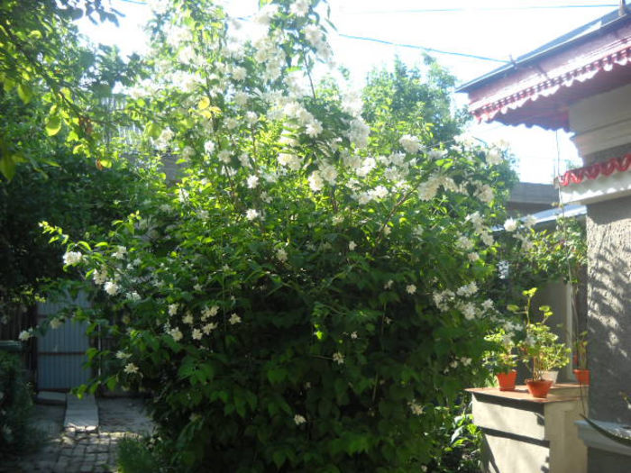 Picture 3054 - Florile mele si obiecte de artizanat