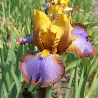 Iris-Brown-Lasso