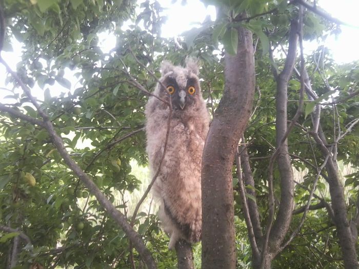 Fotografie0672 - CUIB DE CIUF DE PADURE