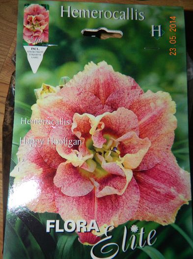 hemerocallis Happy Hooligan; hemerocallis Happy Hooligan
