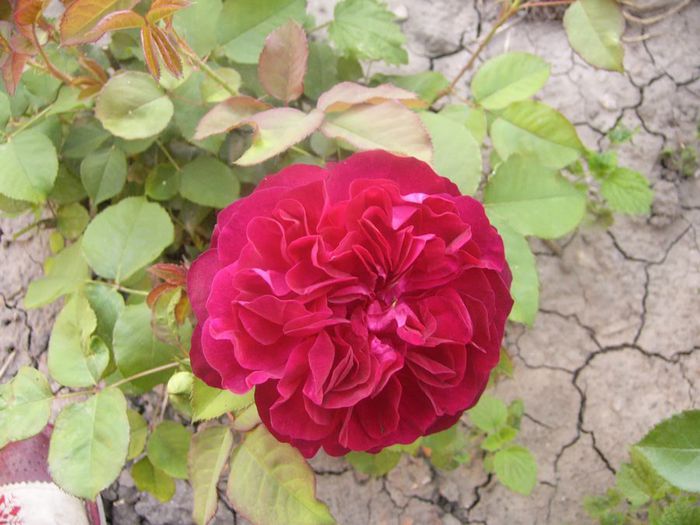 Munstead Wood - Gradina 2014 II