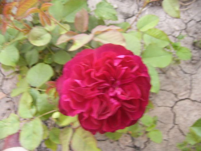 P1210861 - Gradina 2014 II