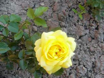 P1210863 - Gradina 2014 II