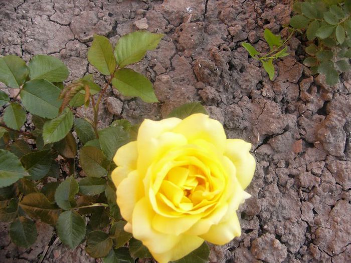 P1210864 - Gradina 2014 II