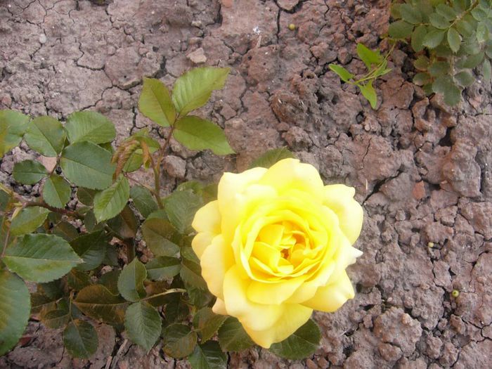 P1210866 - Gradina 2014 II