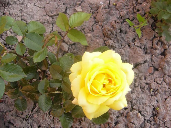 P1210867 - Gradina 2014 II