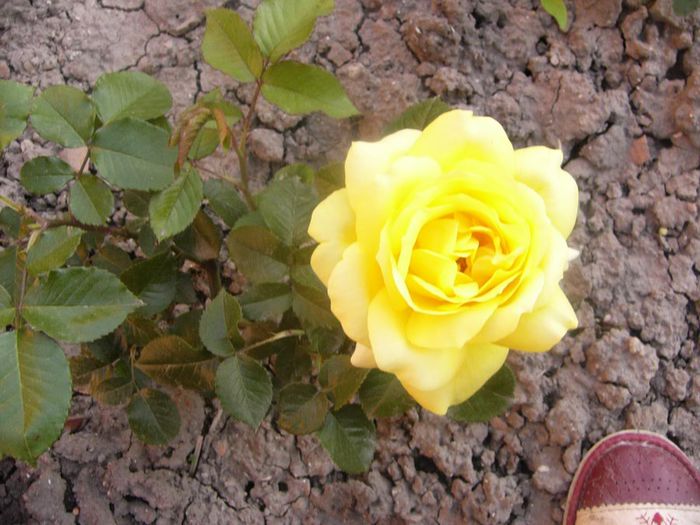 P1210868 - Gradina 2014 II