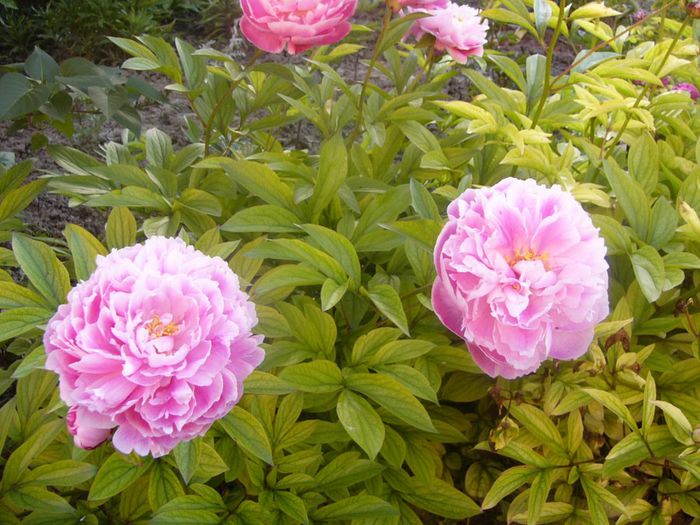 P1210869 - Gradina 2014 II