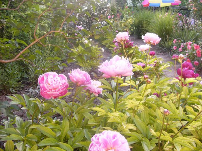 P1210870 - Gradina 2014 II