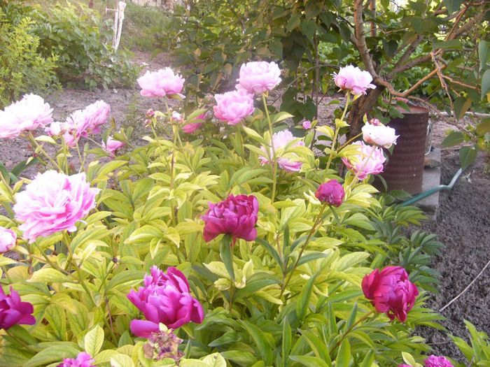 P1210876 - Gradina 2014 II