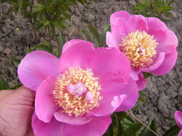 Largo - Gradina 2014 II