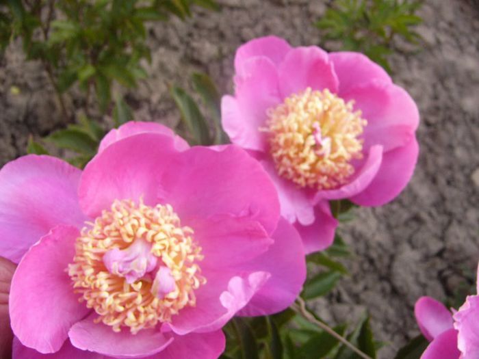 P1210879 - Gradina 2014 II