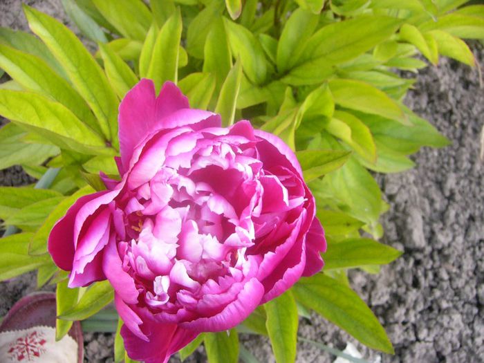 P1210882 - Gradina 2014 II