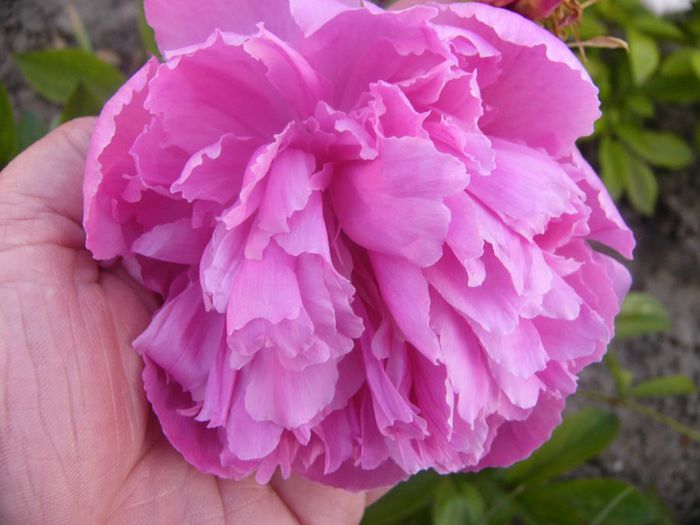 P1210884 - Gradina 2014 II