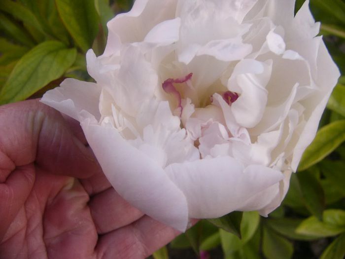 P1210886 - Gradina 2014 II