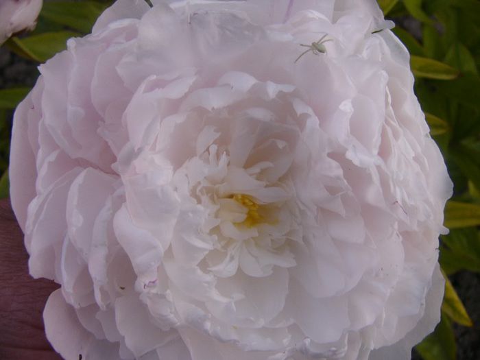 P1210888 - Gradina 2014 II