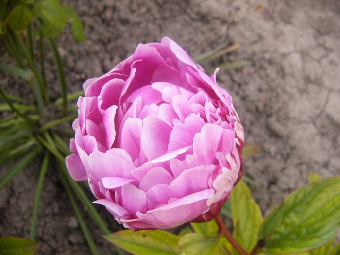 P1210894 - Gradina 2014 II