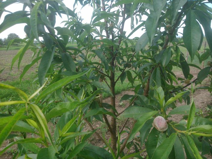 piersic cu fructe plate; cumparat de la dr roman in toamna 2011, drept piersic soiul southland......
