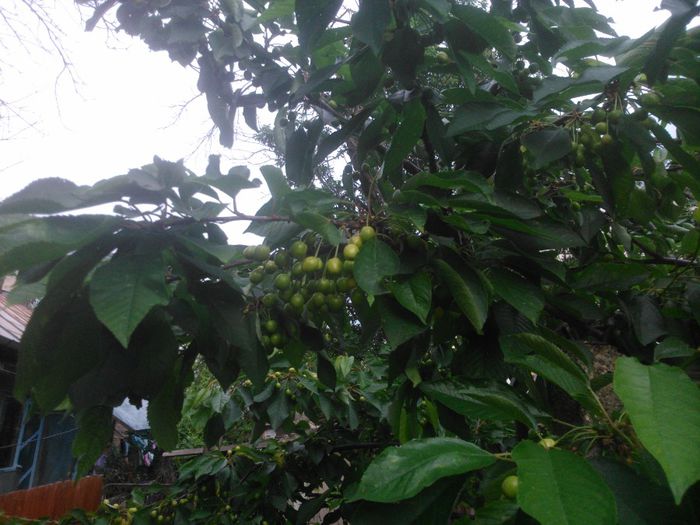 cires de iulie cu productie serioasa