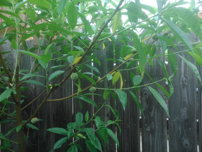 piersic cu fructe plate , altoit pe un piersic franc acum 2 ani; nu cunosc soiul... anul asta are primele fructe
