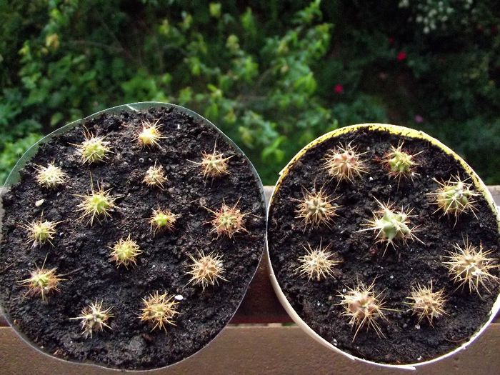 evolutie cactusi 3 - cactusi din seminte