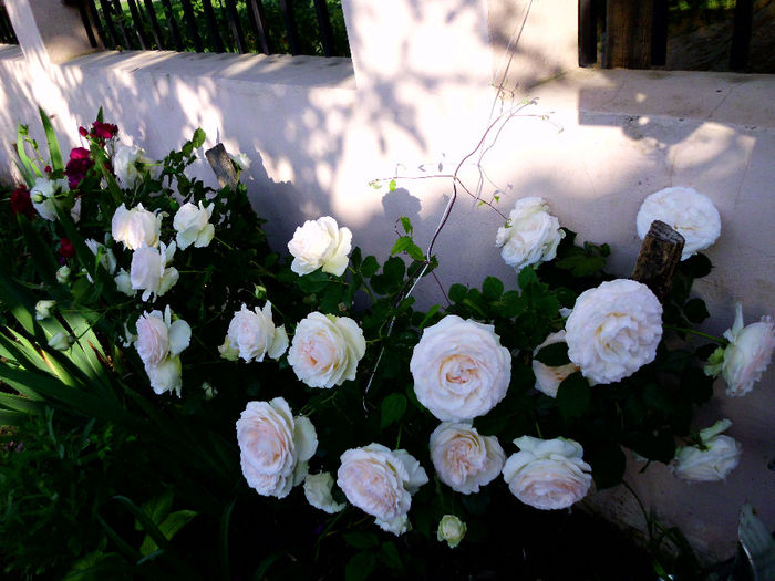 palais - Trandafiri si clematite 2014