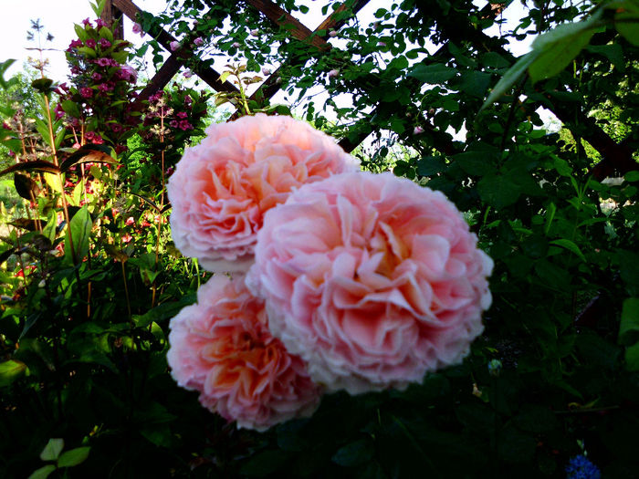 abraham darby - Trandafiri si clematite 2014