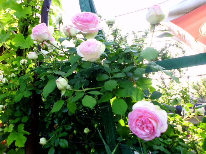 eden rose - Trandafiri si clematite 2014