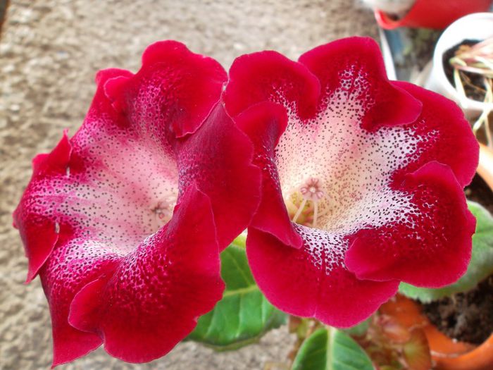  - Gloxinia 2014