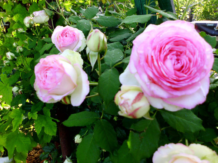 eden rose - Trandafiri si clematite 2014